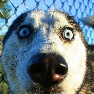 搞笑动画|东北话配音