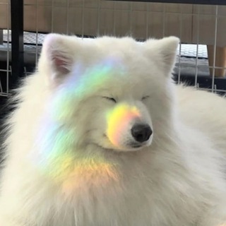 薩摩耶可愛小狗🐶拯救世界✌️